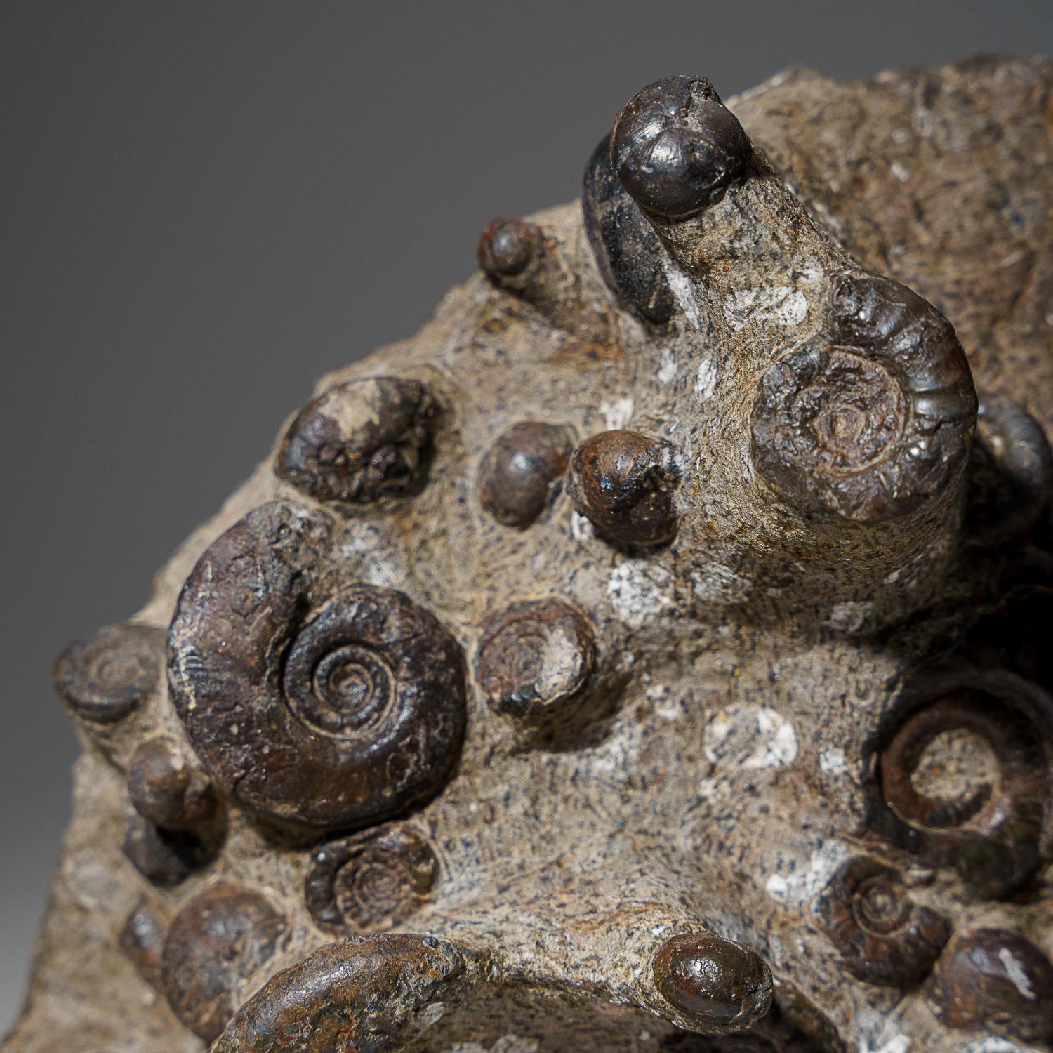 Other Genuine Natural Fossilized Ammonite Cluster (4.5 lbs) For Sale