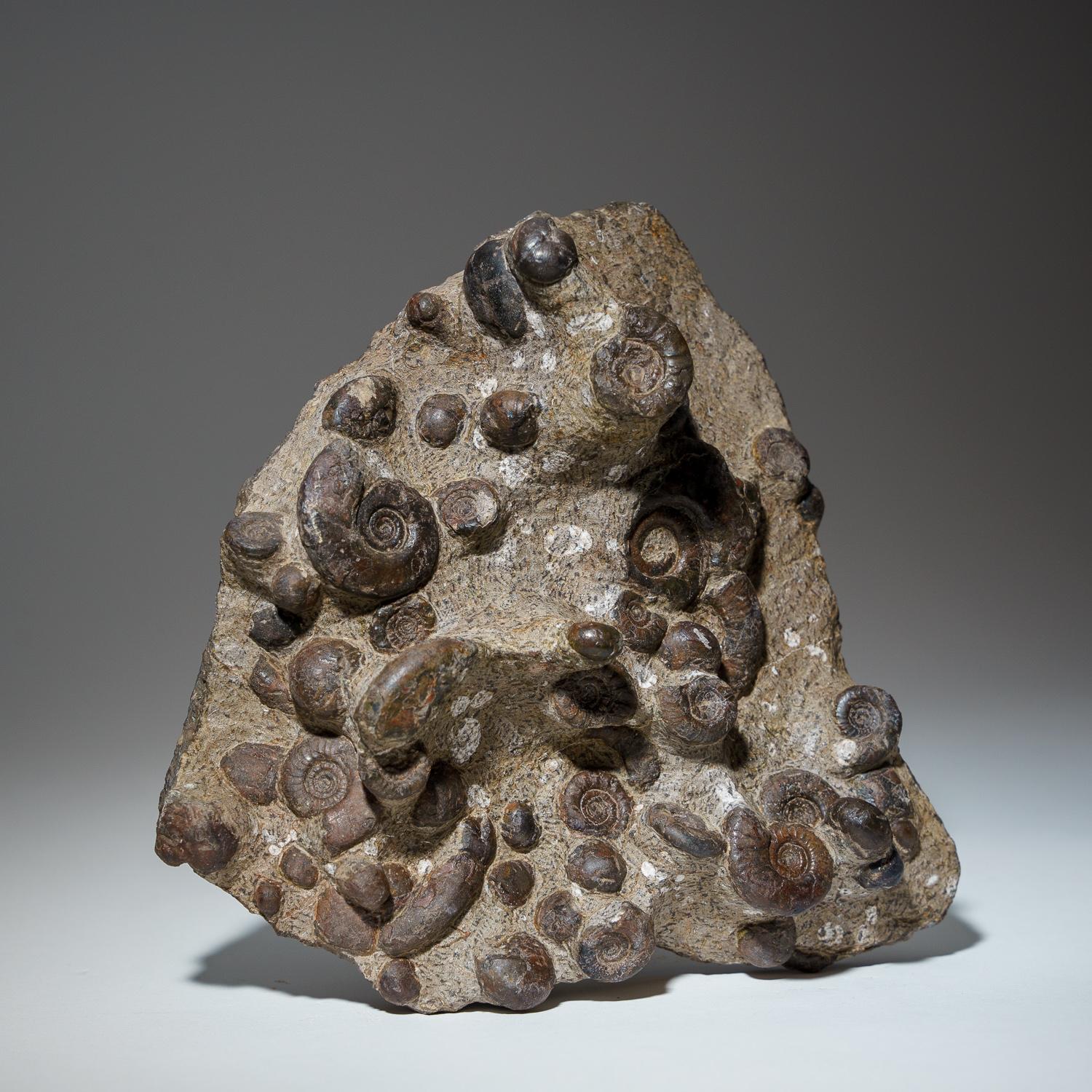 Genuine Natural Fossilized Ammonite Cluster (4.5 lbs) For Sale 1