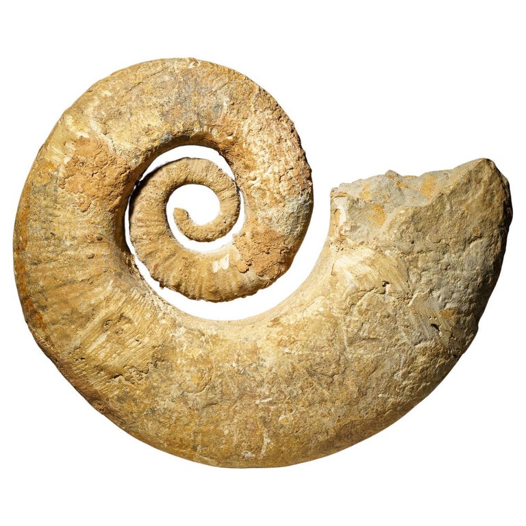 Genuine Natural Fossilized Heteromorph Ammonite '6.8 lbs' For Sale at ...