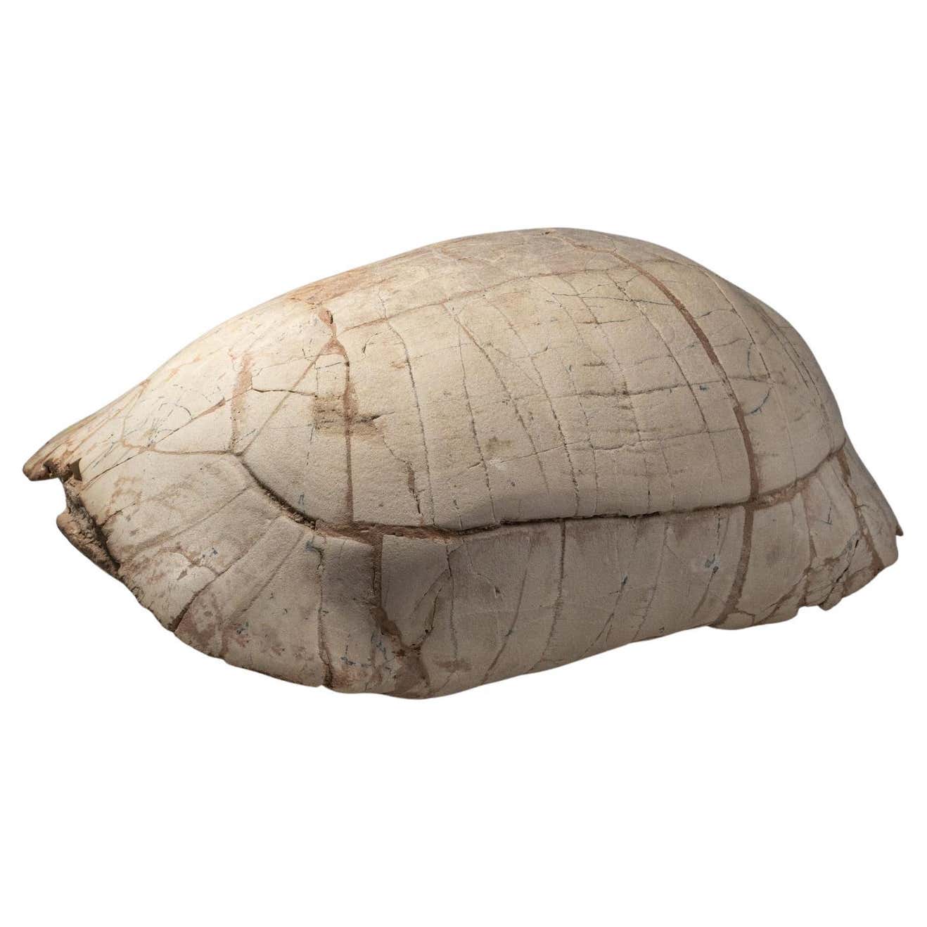 Genuine Natural Fossilized Turtle Shell For Sale at 1stDibs
