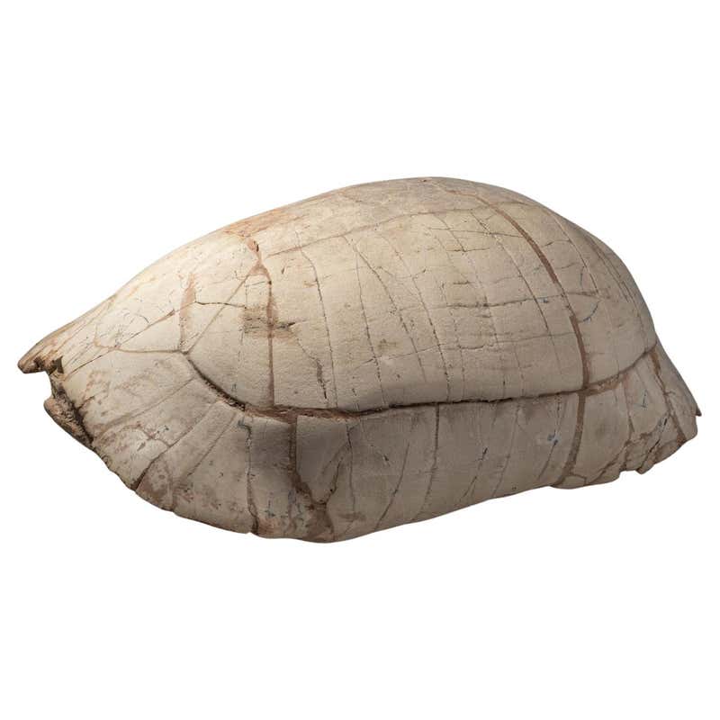 Genuine American Fresh Water Turtle Shell For Sale at 1stDibs