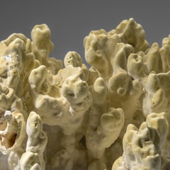 Genuine Natural Green Fire Coral (11" 9.5 lbs)