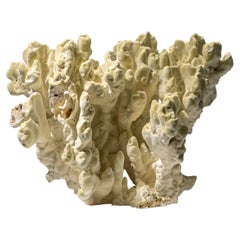 Genuine Natural Green Fire Coral (11" 9.5 lbs)