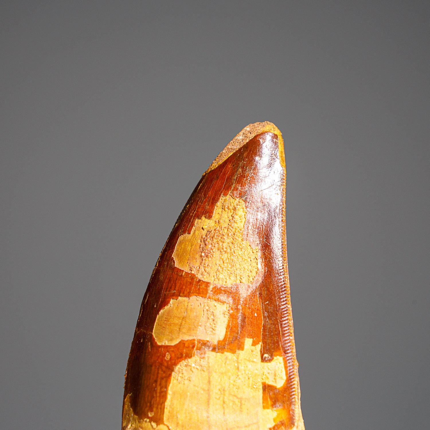 Carcharodontosaurus (Dinosaur) tooth in a glass display box From Tegana Formation, North Africa.

Cretaceous Age 65 million years

Carcharodontosaurus is one of the longest and heaviest known carnivorous dinosaurs, with various scientists proposing