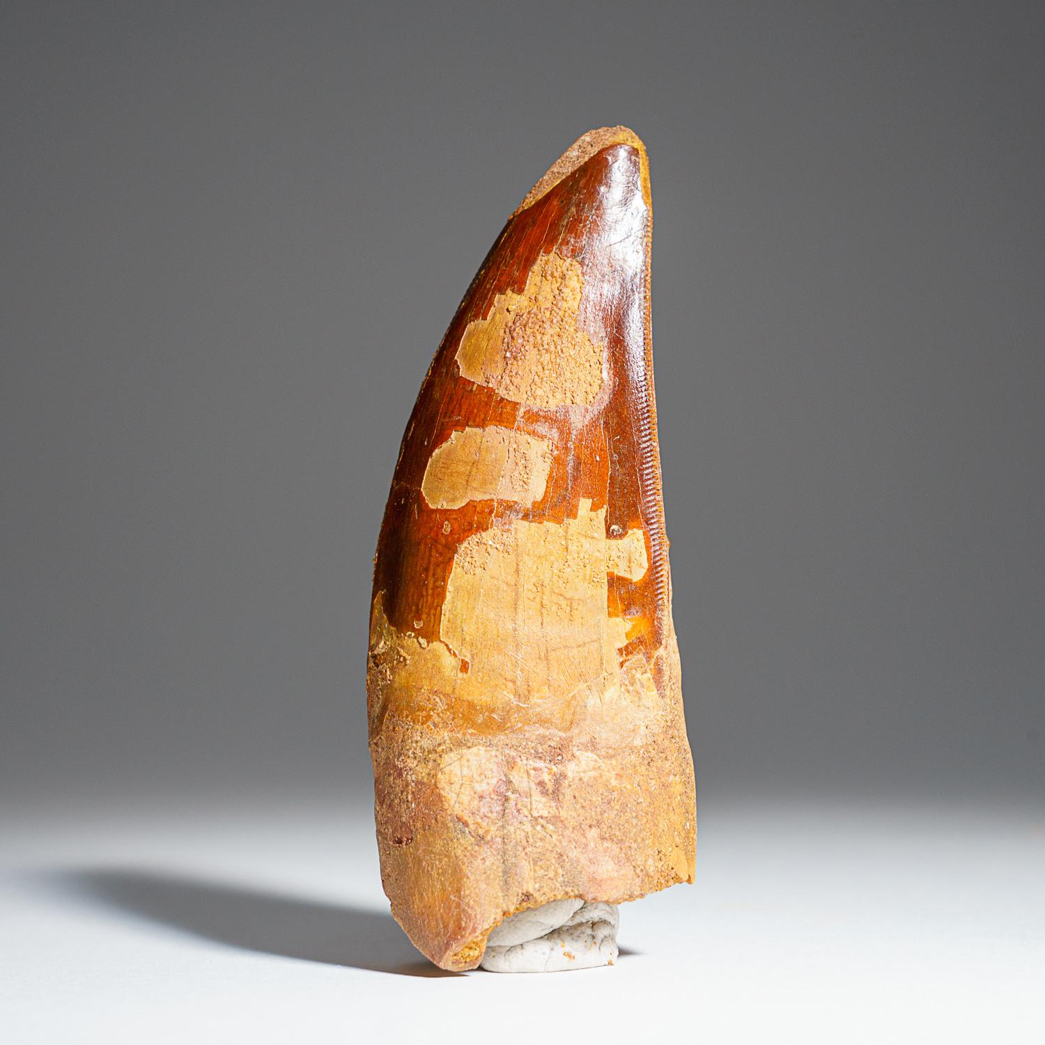 18th Century and Earlier Genuine Natural Large Carcharodontosaurus Dinosaur Tooth (75.8 grams) For Sale