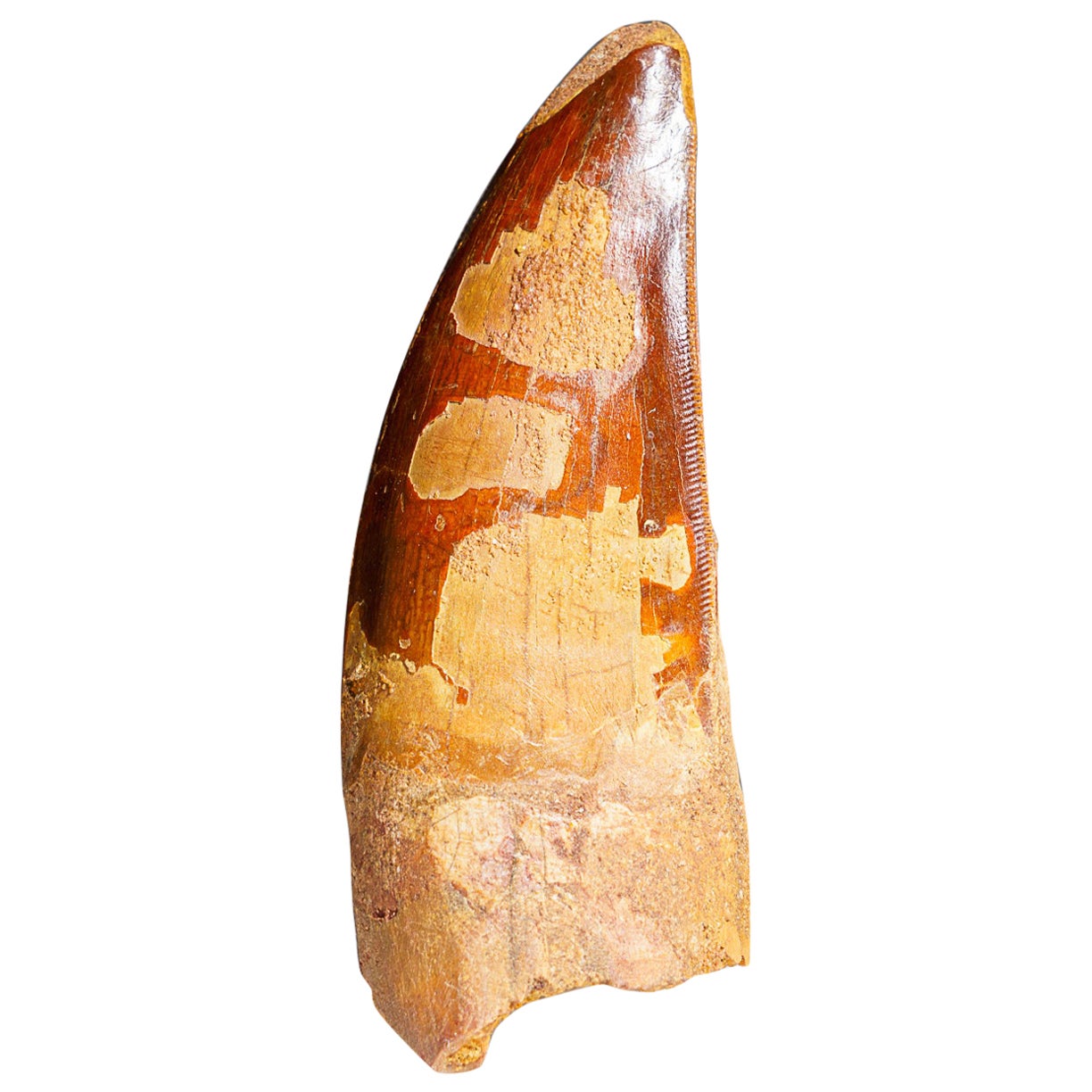 Grande dent de dinosaure Carcharodontosaurus (75,8 grammes) authentique et naturelle