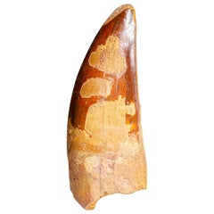 Grande dent de dinosaure Carcharodontosaurus (75,8 grammes) authentique et naturelle