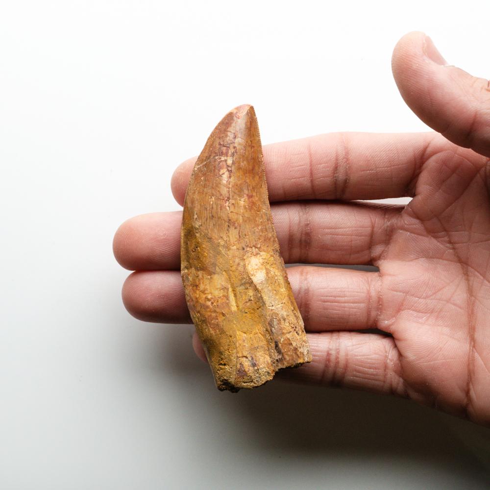 Carcharodontosaurus (Dinosaur) tooth in a glass display box From Tegana Formation, North Africa.

Cretaceous Age 65 million years

Carcharodontosaurus is one of the longest and heaviest known carnivorous dinosaurs, with various scientists proposing