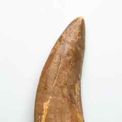 Genuine Natural Large Carcharodontosaurus Dinosaur Tooth