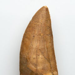 Genuine Natural Large Carcharodontosaurus Dinosaur Tooth