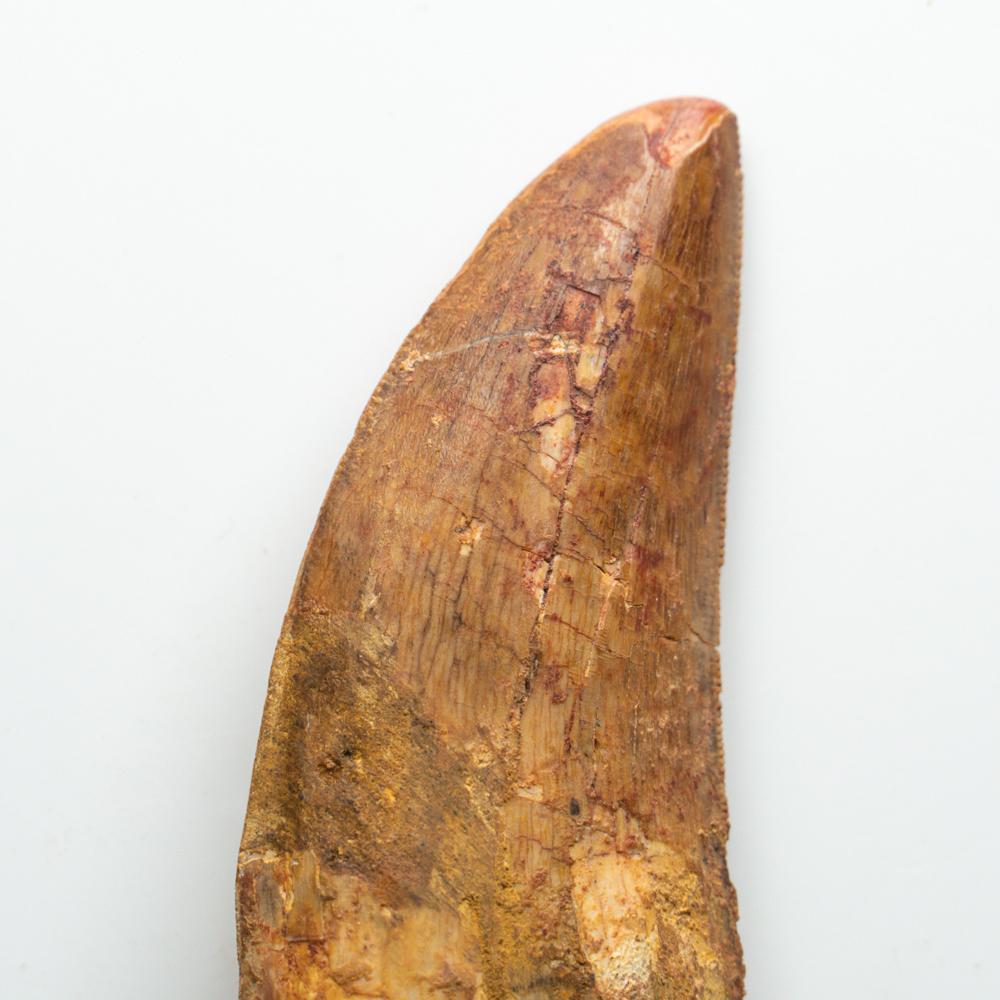 come si chiama il dinosauro con 500 denti