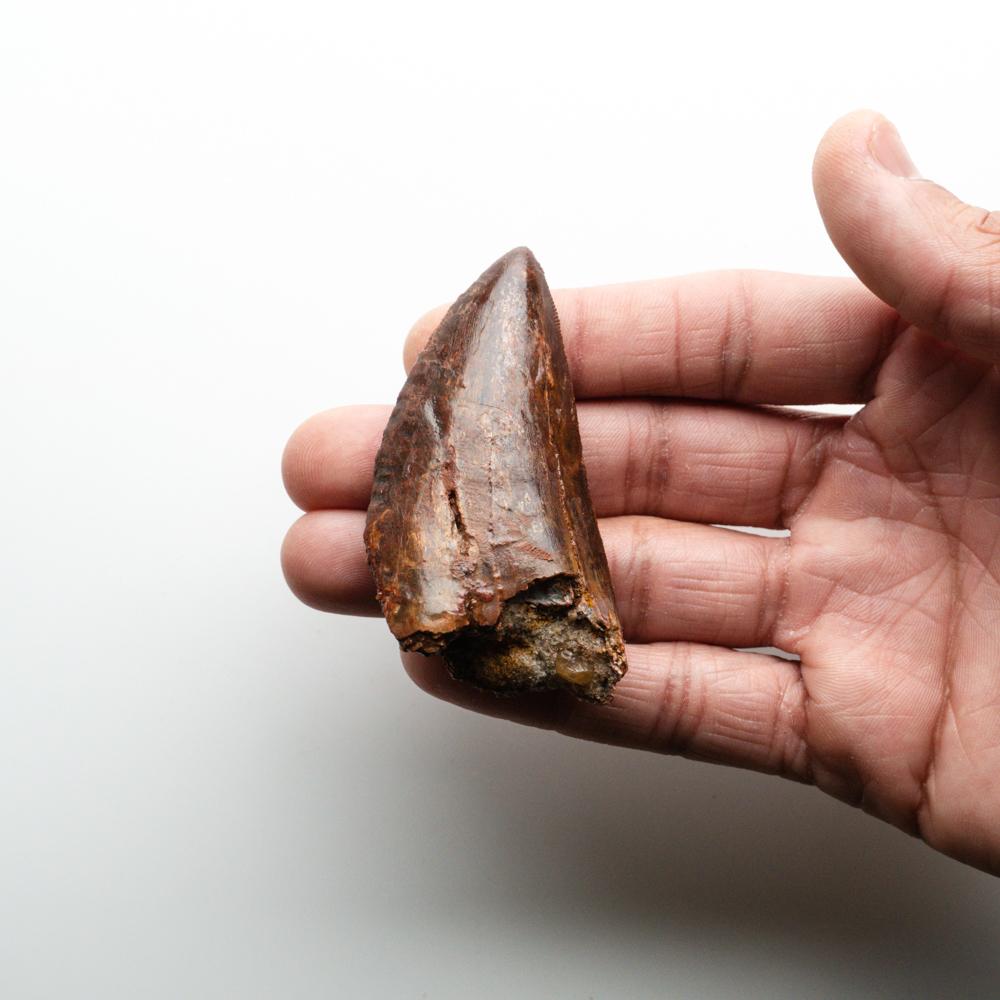Genuine Natural Large Carcharodontosaurus Dinosaur Tooth In Good Condition For Sale In New York, NY