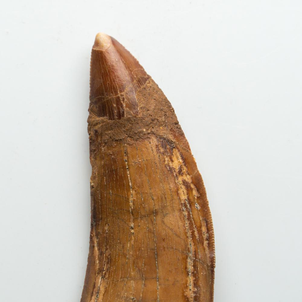Genuine Natural Large Carcharodontosaurus Dinosaur Tooth In Good Condition For Sale In New York, NY
