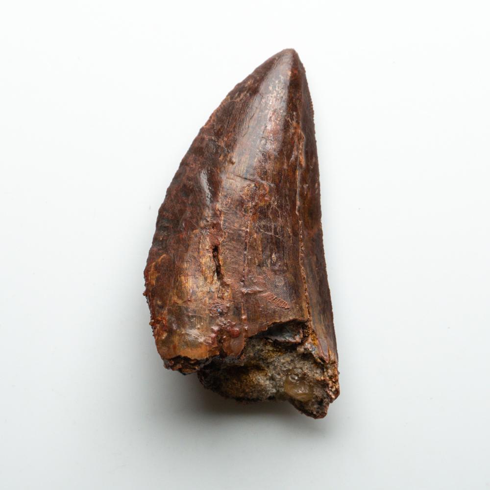 18th Century and Earlier Genuine Natural Large Carcharodontosaurus Dinosaur Tooth For Sale