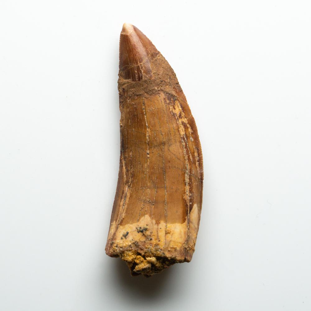 18th Century and Earlier Genuine Natural Large Carcharodontosaurus Dinosaur Tooth For Sale