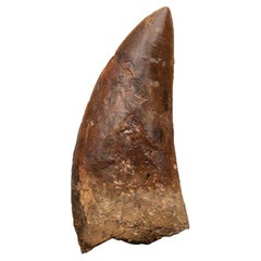 Genuine Natural Large Carcharodontosaurus Dinosaur Tooth