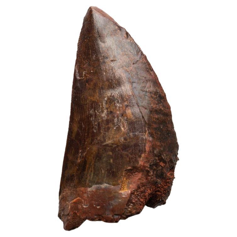 Genuine Natural Large Carcharodontosaurus Dinosaur Tooth For Sale