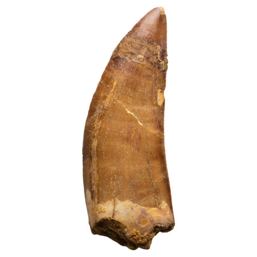 Genuine Natural Large Carcharodontosaurus Dinosaur Tooth For Sale