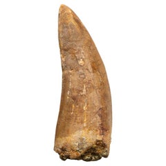 Antique Genuine Natural Large Carcharodontosaurus Dinosaur Tooth