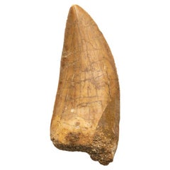 Used Genuine Natural Large Carcharodontosaurus Dinosaur Tooth