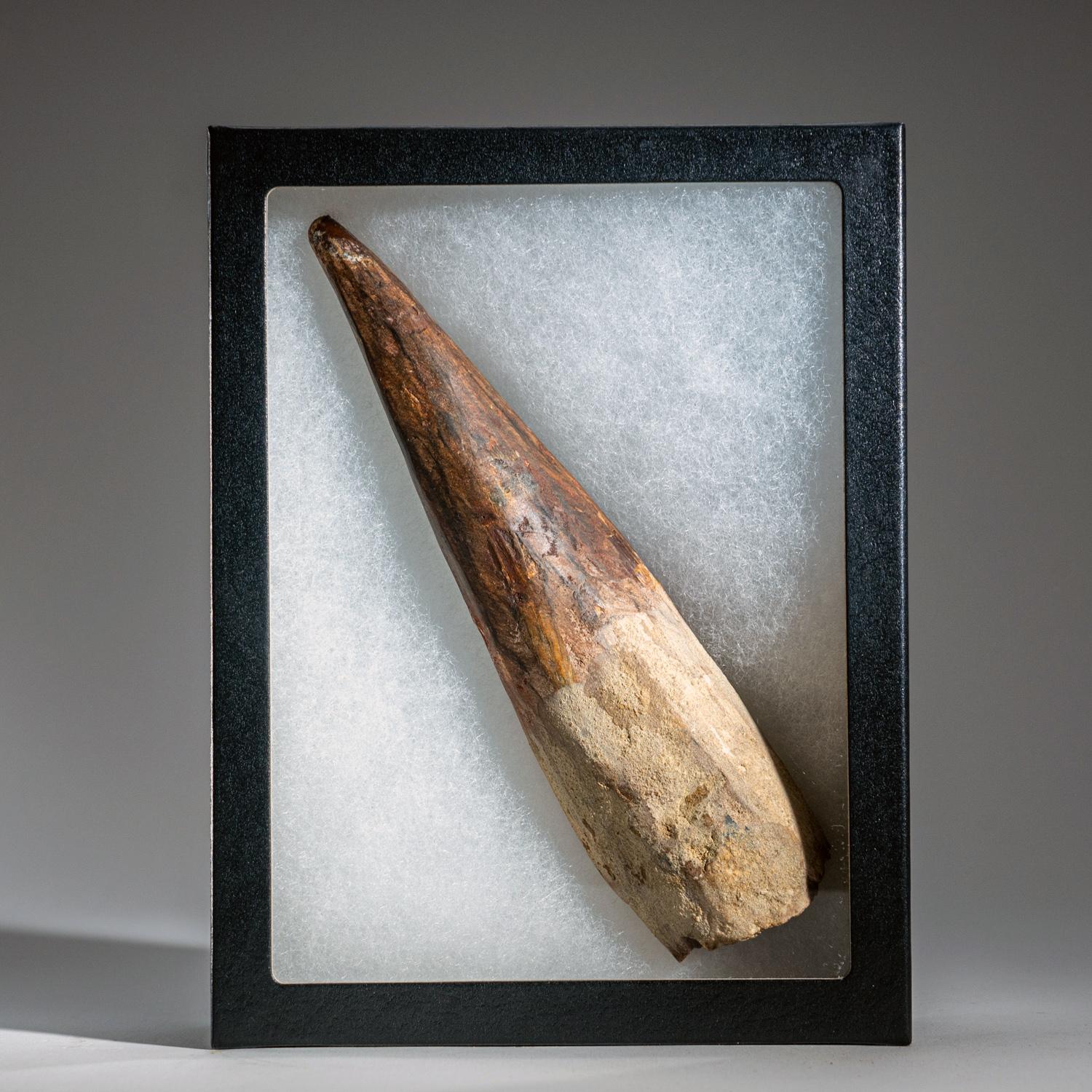 This huge, Museum-quality Spinosaur tooth is completely in tact with no repairs. This incredible specimen includes a display box for preservation and display purposes. Spinosaurus (meaning 
