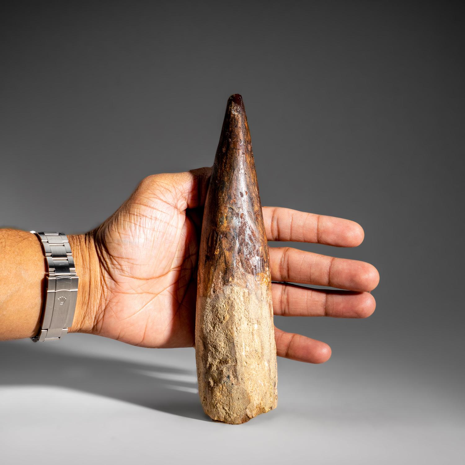 18th Century and Earlier Genuine Natural Large Spinosaurus Dinosaur Tooth (334.4 grams)