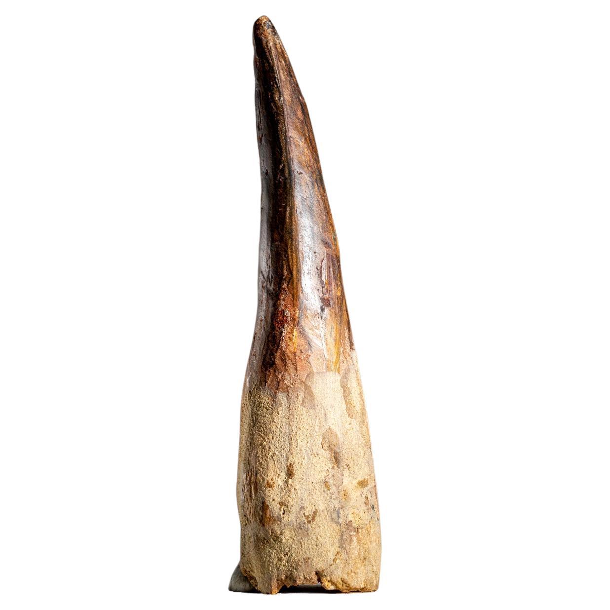 Genuine Natural Large Spinosaurus Dinosaur Tooth (334.4 grams)