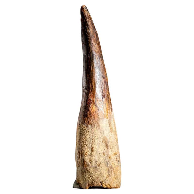 Genuine Natural Large Spinosaurus Dinosaur Tooth For Sale at 1stDibs
