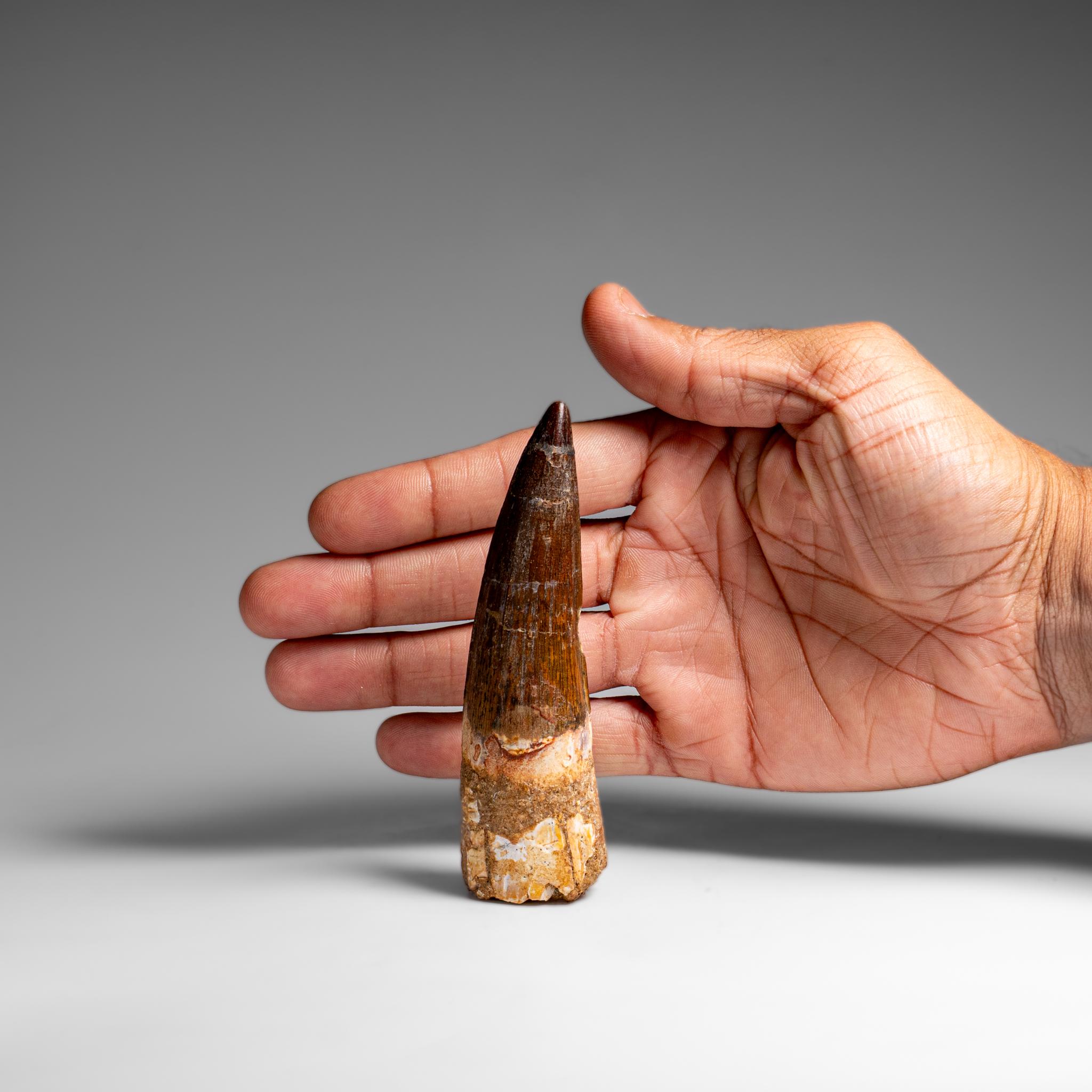 Echter natürlicher großer Spinosaurus-Dinosaurierzahn (61,5 Gramm) im Zustand „Gut“ im Angebot in New York, NY