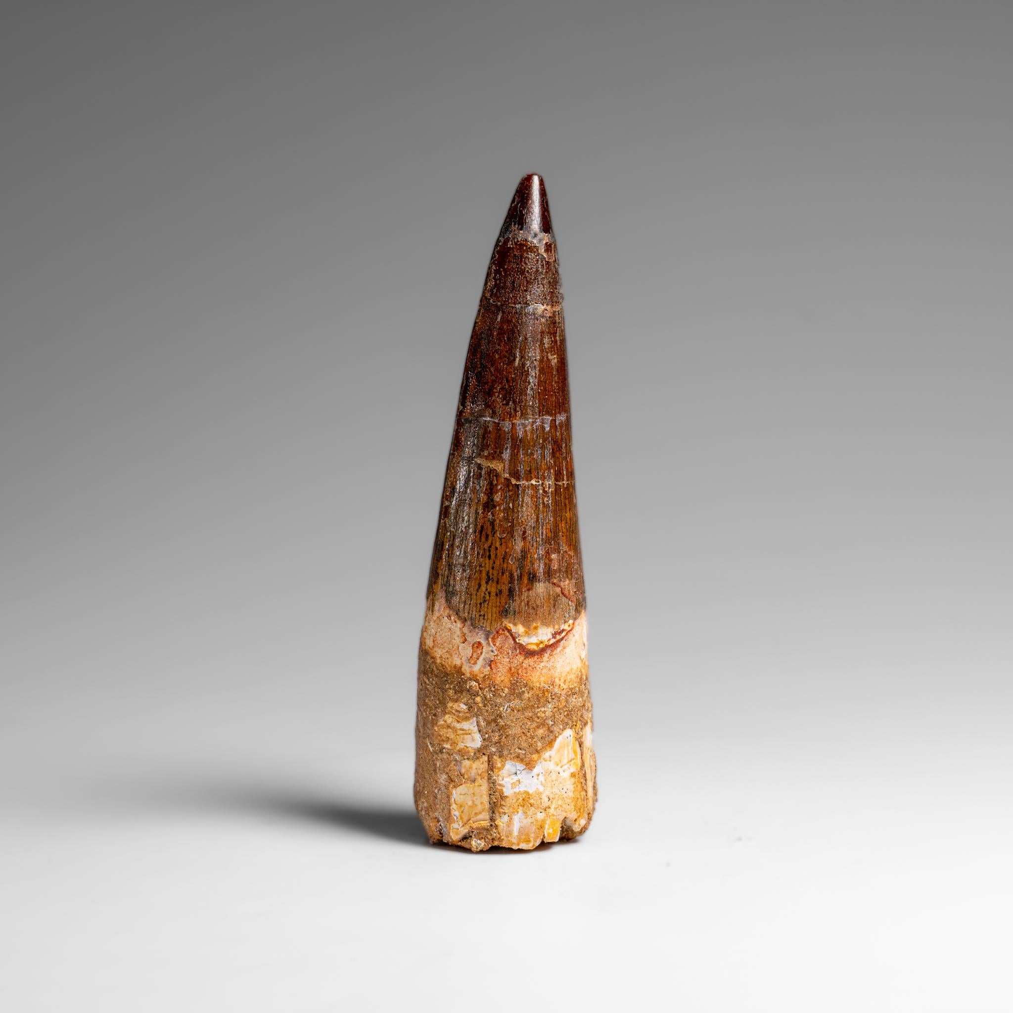 Echter natürlicher großer Spinosaurus-Dinosaurierzahn (61,5 Gramm) (18. Jahrhundert und früher) im Angebot