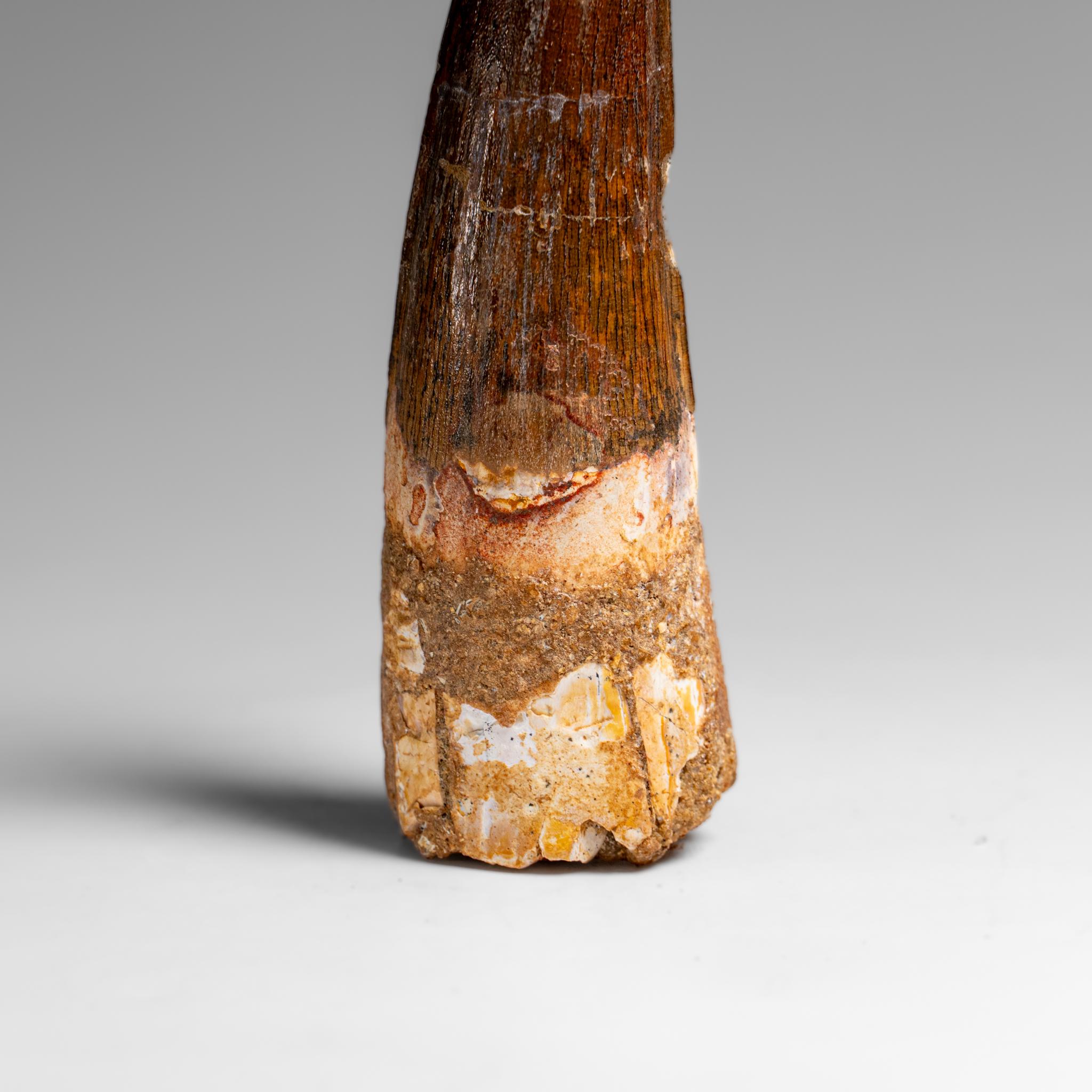 Echter natürlicher großer Spinosaurus-Dinosaurierzahn (61,5 Gramm) im Angebot 2