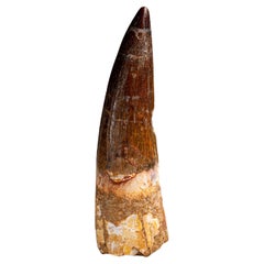 Genuine Natural Large Spinosaurus Dinosaur Tooth (61.5 grams)
