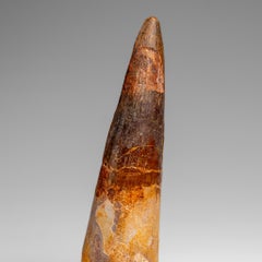 Véritable dent naturelle de dinosaure Spinosaurus (67 grammes)