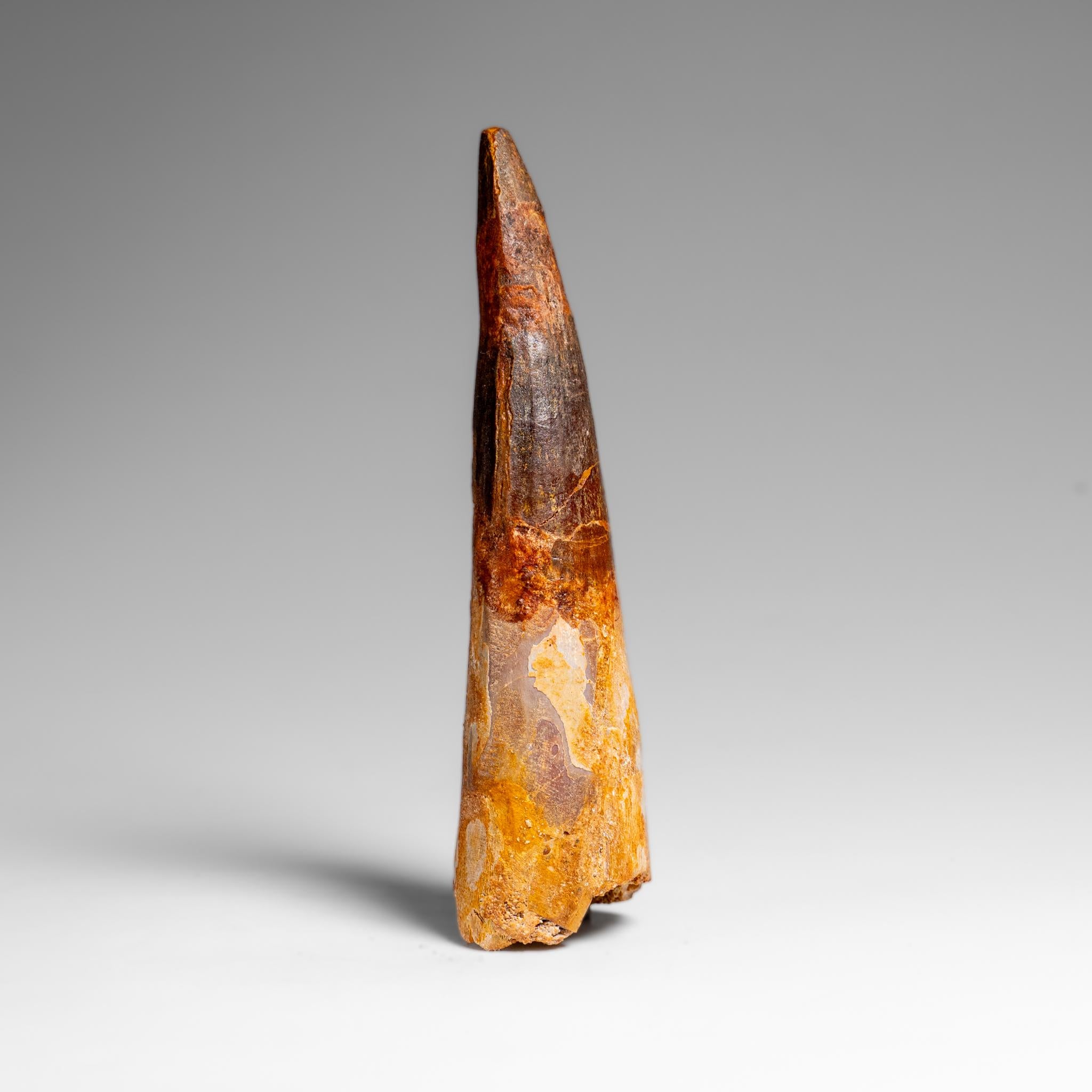 Echter natürlicher großer Spinosaurus-Dinosaurierzahn (67 Gramm) (Prähistorisch) im Angebot