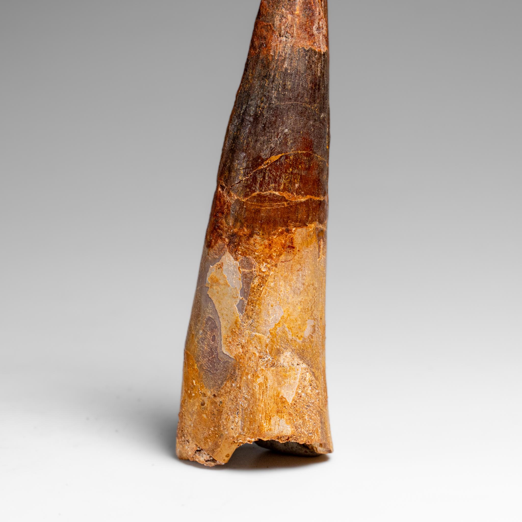 Echter natürlicher großer Spinosaurus-Dinosaurierzahn (67 Gramm) im Zustand „Gut“ im Angebot in New York, NY