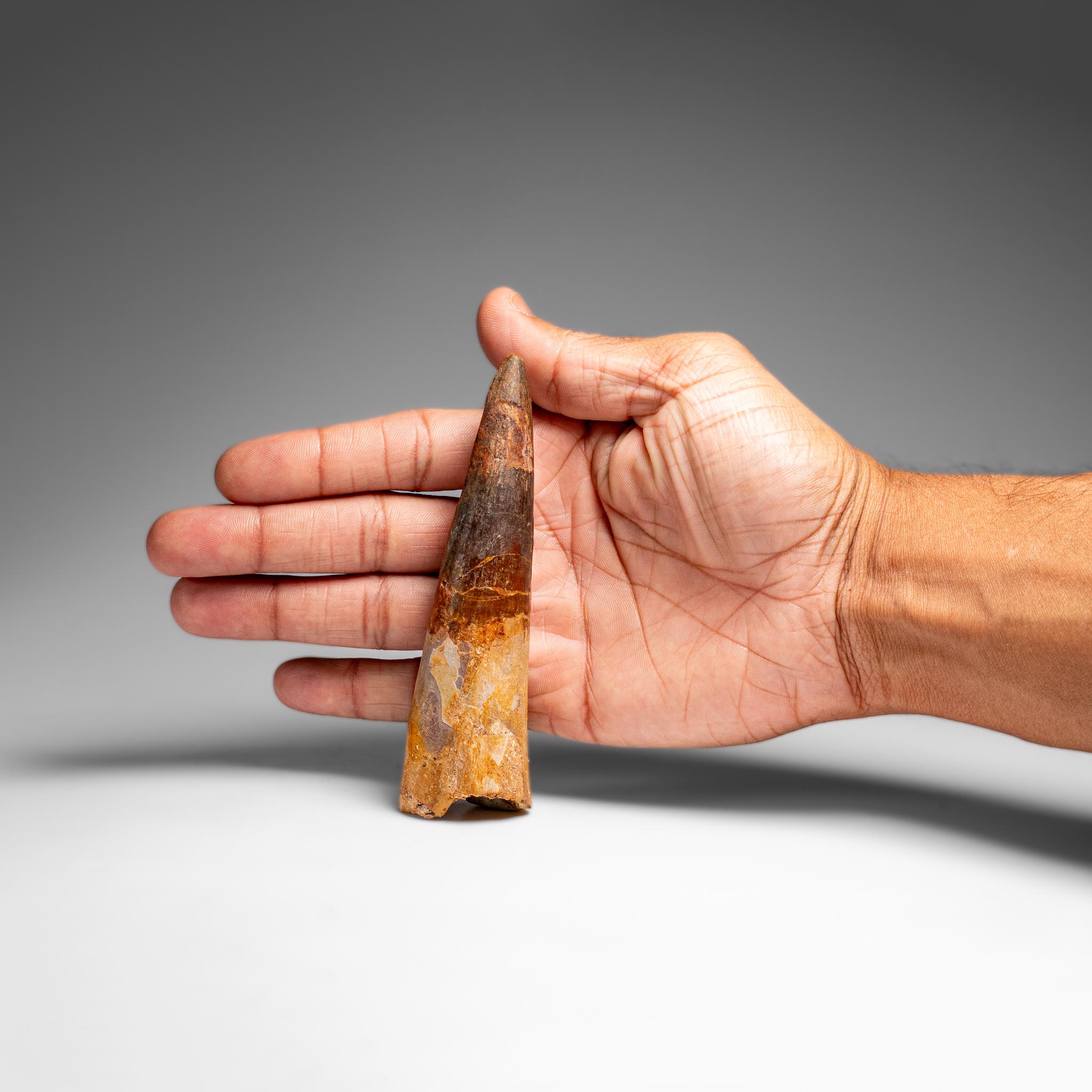 Echter natürlicher großer Spinosaurus-Dinosaurierzahn (67 Gramm) (18. Jahrhundert und früher) im Angebot