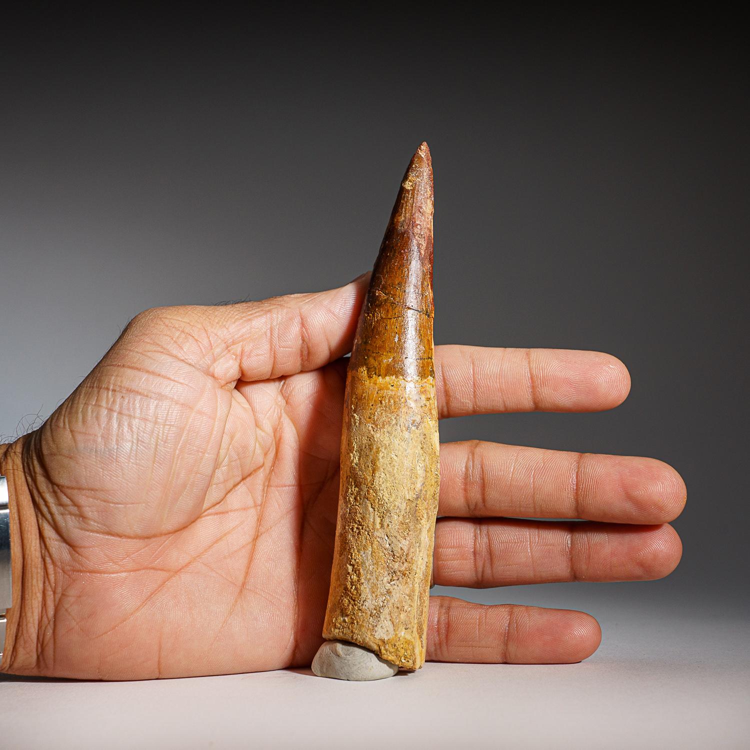 Genuine Natural Large Spinosaurus Dinosaur Tooth (86.9 grams) In Good Condition For Sale In New York, NY