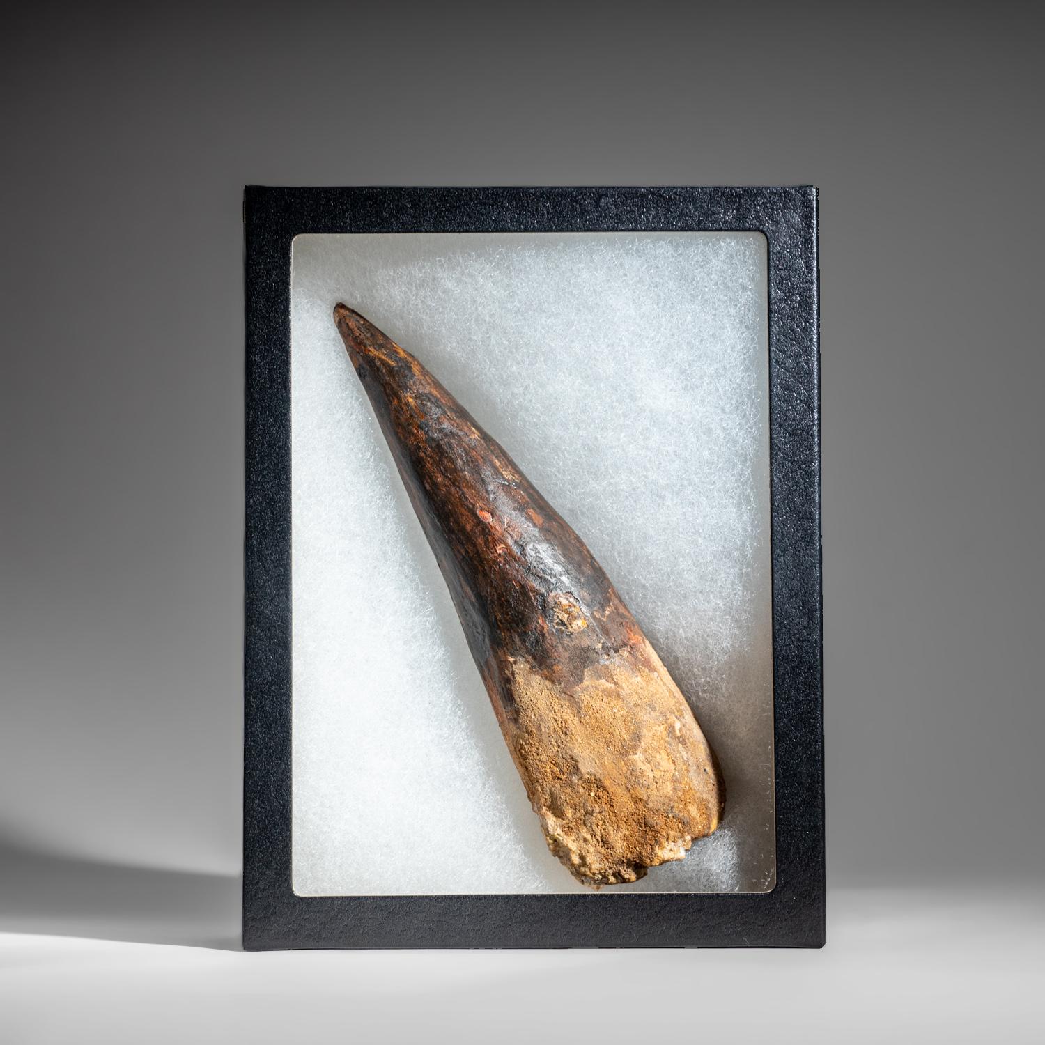 This huge, Museum-quality Spinosaur tooth is completely in tact with no repairs. This incredible specimen includes a display box for preservation and display purposes. Spinosaurus (meaning 