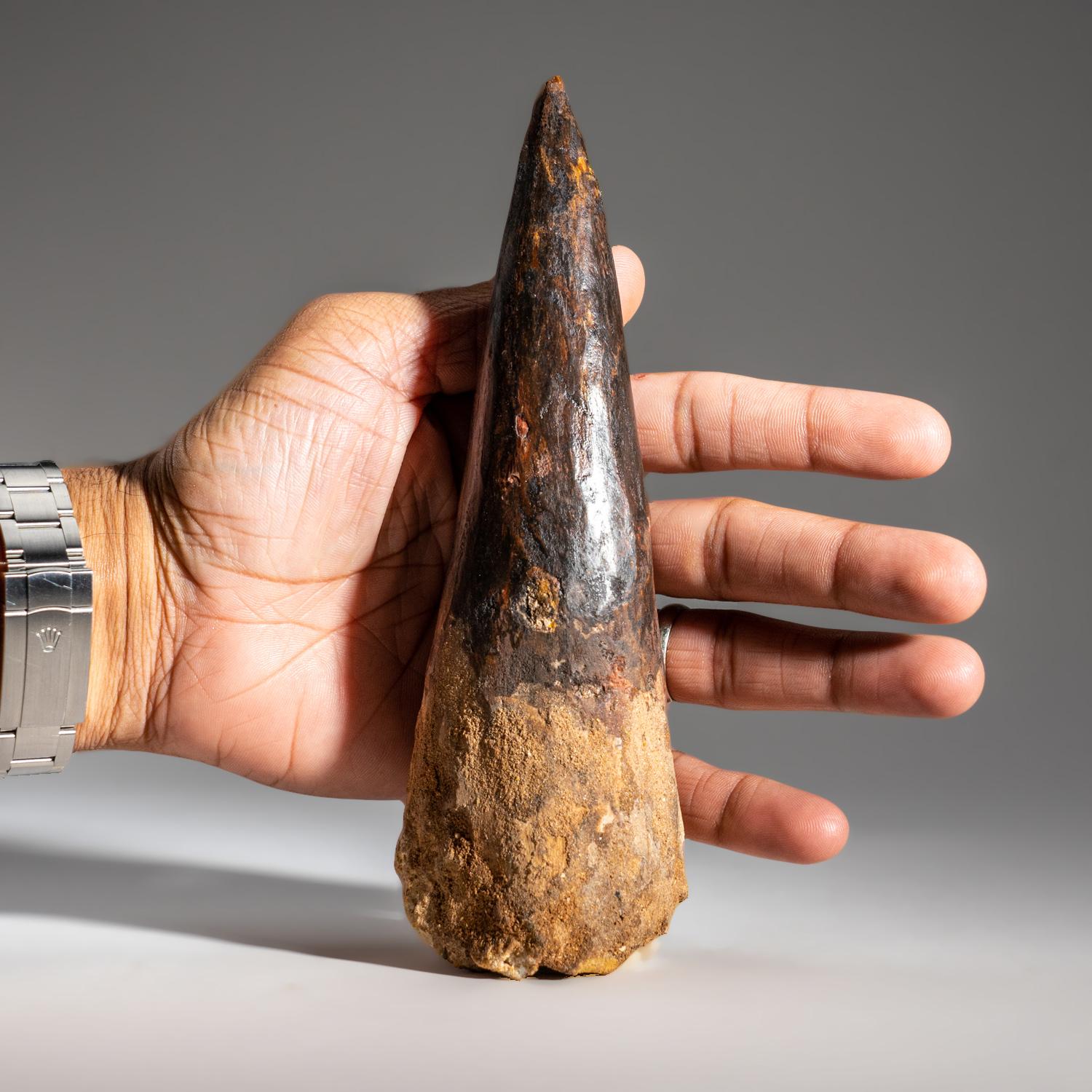 Natürliches echtes, echtes Spinosaurierzahn aus Ägypten- 334.4 Gramm im Zustand „Hervorragend“ im Angebot in New York, NY