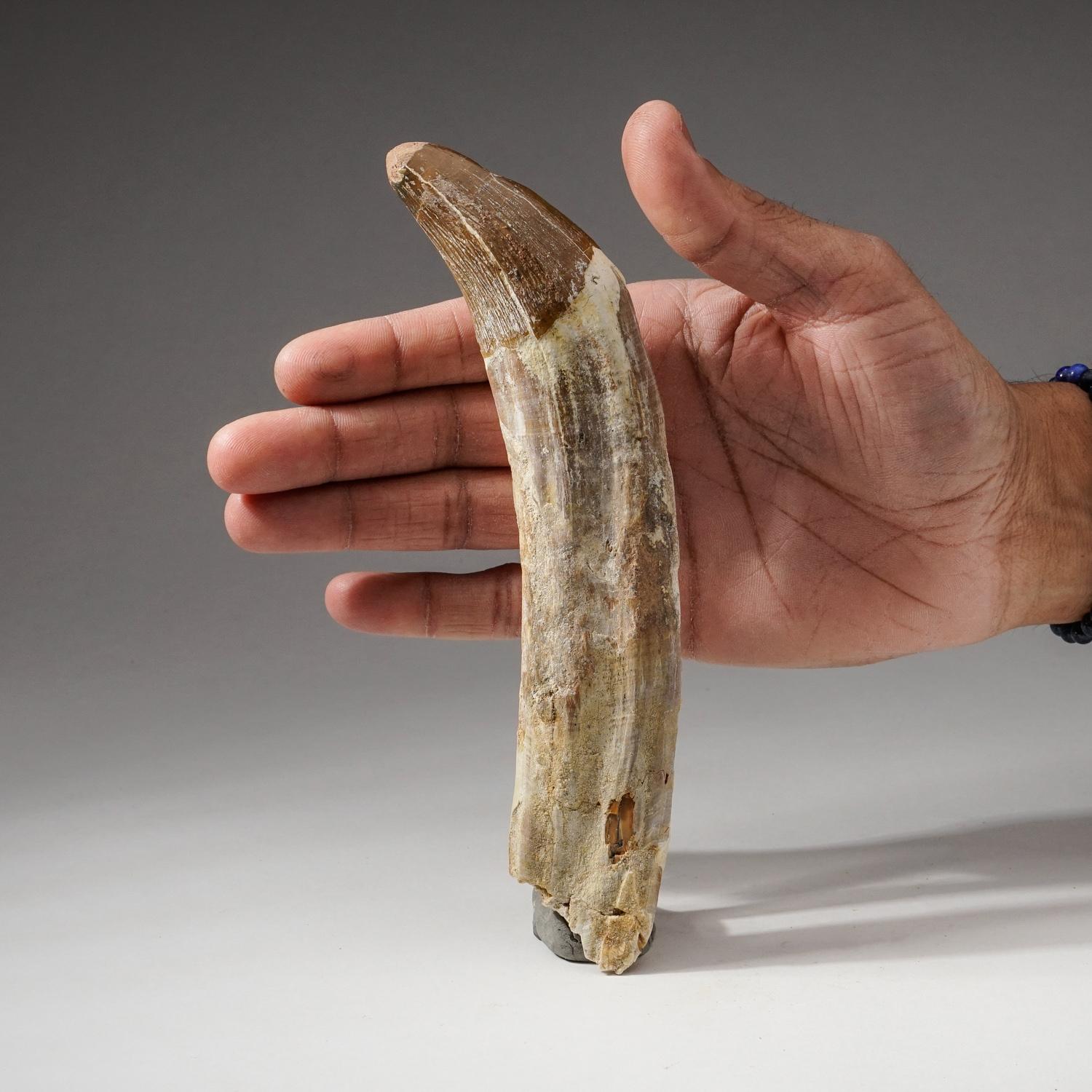 18th Century and Earlier Genuine Natural Large Spinosaurus Dinosaur Tooth For Sale