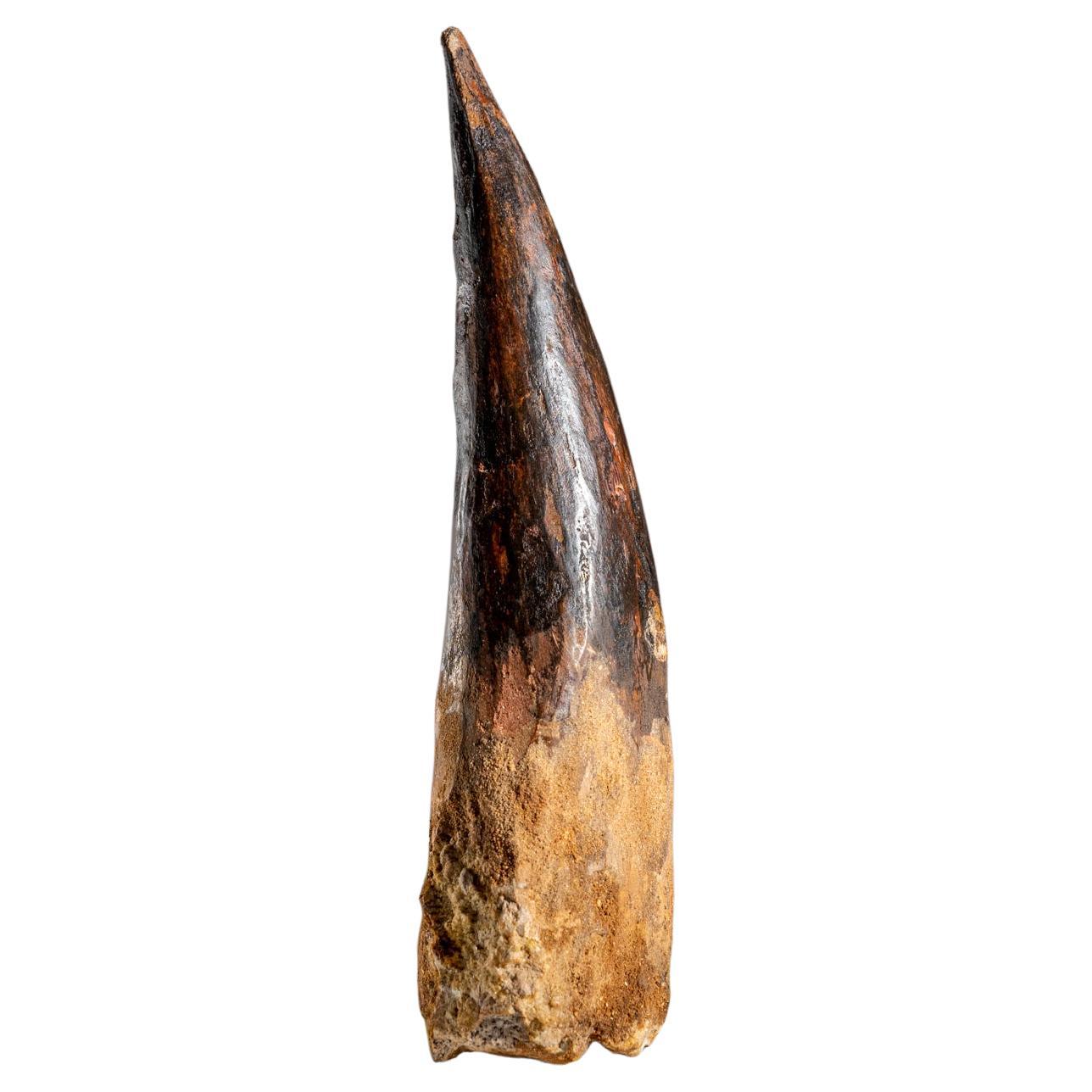 Natural Genuine Large Spinosaurus Dinosaur Tooth from Egypt- 334.4 grams For Sale