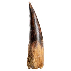 Grande dentelle véritable en forme de spinosaure d'Égypte, de 334,4 grammes