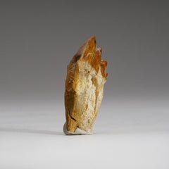 Authentic Pre Historic Basilousaurus Whale Tooth .75" x .25" x 2.55", 21.5 Grams