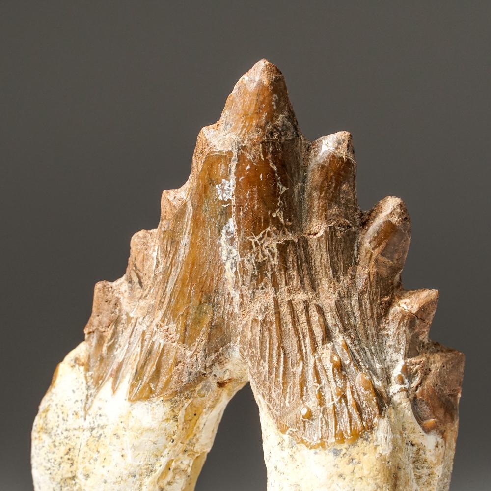 This well preserved tooth is 40 to 34 million years old from the Late Eocene Period. Basilosaurus was first thought to be a reptile but was later identified as a genus of ancient cetaceans. Unlike modern cetaceans, basilosaurus had various types of