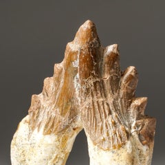 Genuine Natural Pre Historic Basilousaurus Whale Tooth