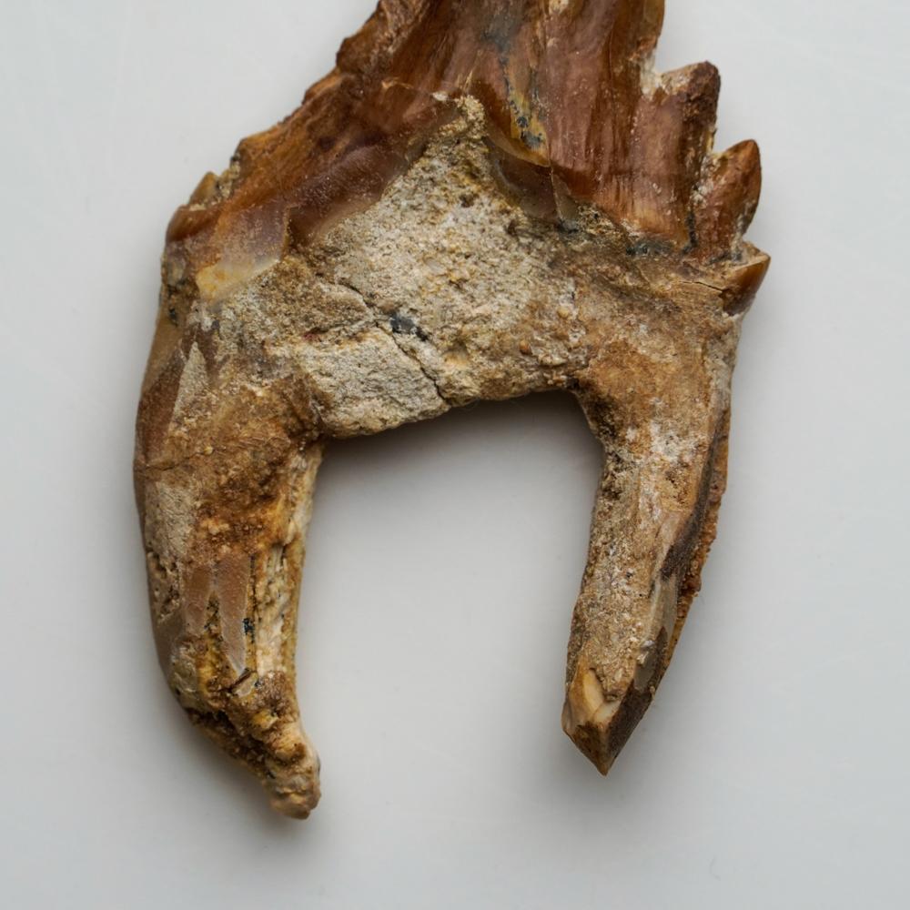 Cette dent bien conservée date de 40 à 34 millions d'années et provient de l'Éocène supérieur. On a d'abord pensé que Basilosaurus était un reptile, mais on l'a ensuite identifié comme un genre d'anciens cétacés. Contrairement aux cétacés modernes,