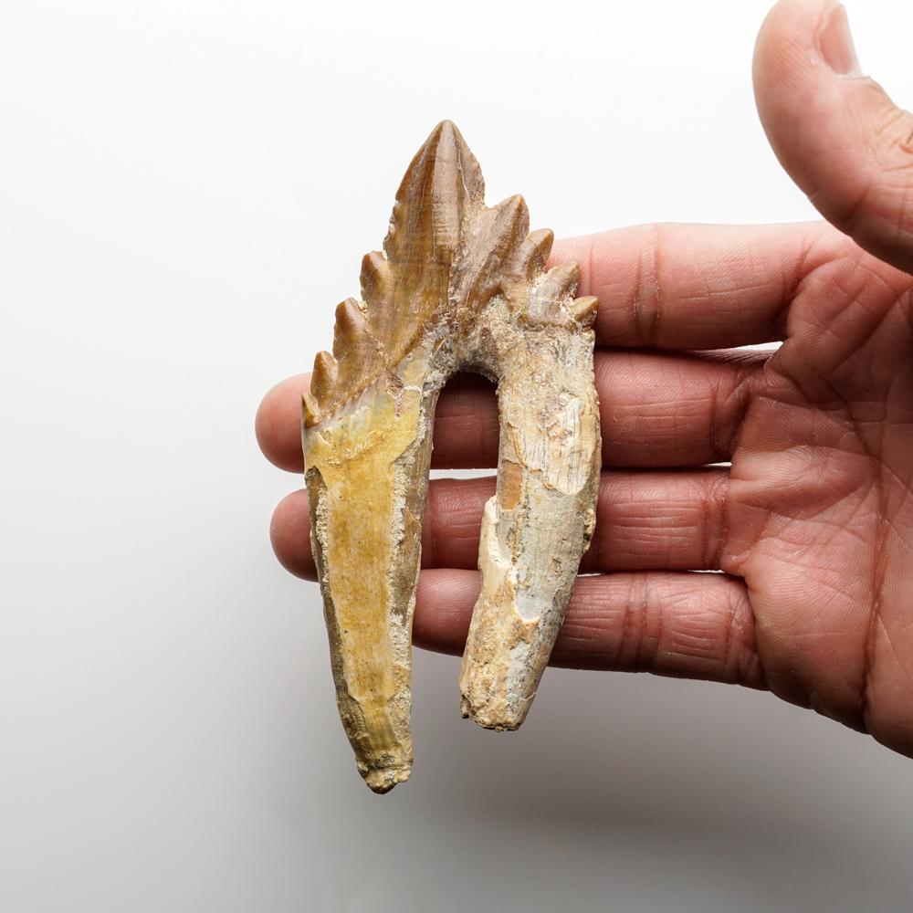 This well preserved tooth is 40 to 34 million years old from the Late Eocene Period. Basilosaurus was first thought to be a reptile but was later identified as a genus of ancient cetaceans. Unlike modern cetaceans, basilosaurus had various types of