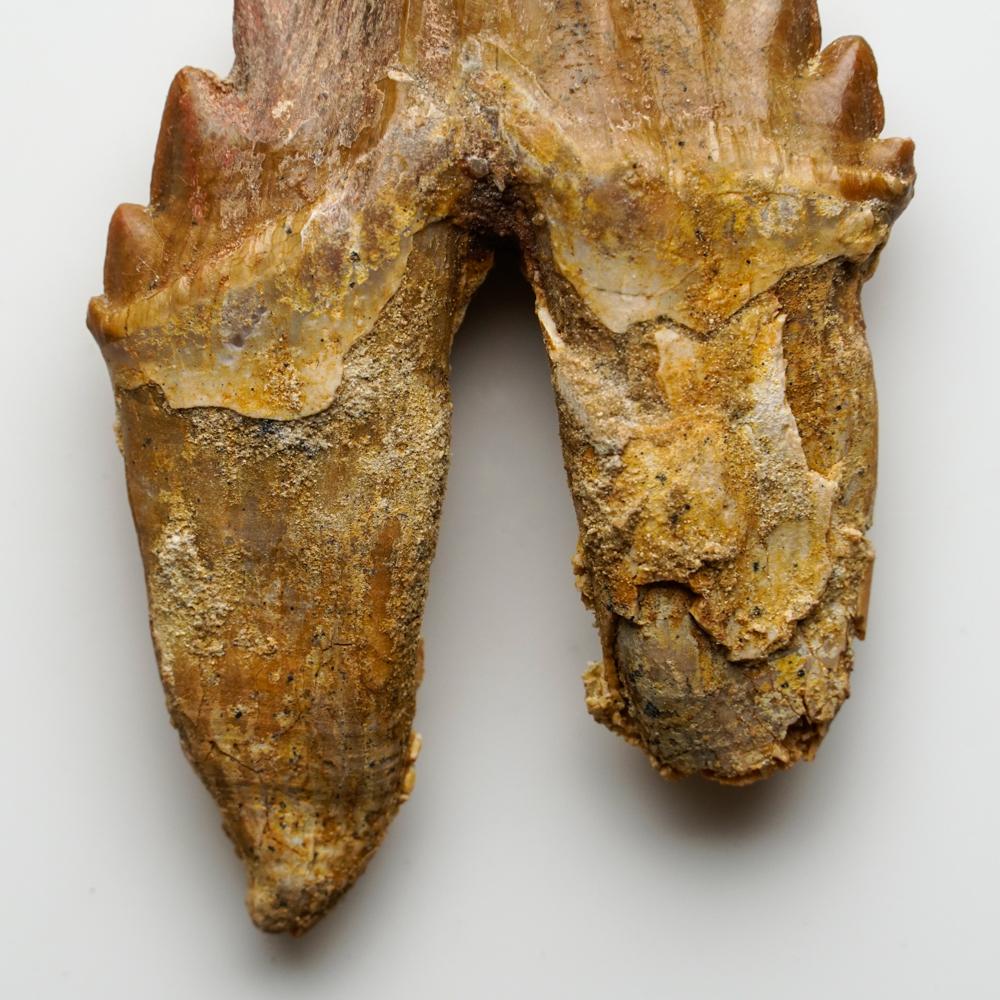 Cette dent bien conservée date de 40 à 34 millions d'années et provient de l'Éocène supérieur. On a d'abord pensé que Basilosaurus était un reptile, mais on l'a ensuite identifié comme un genre d'anciens cétacés. Contrairement aux cétacés modernes,