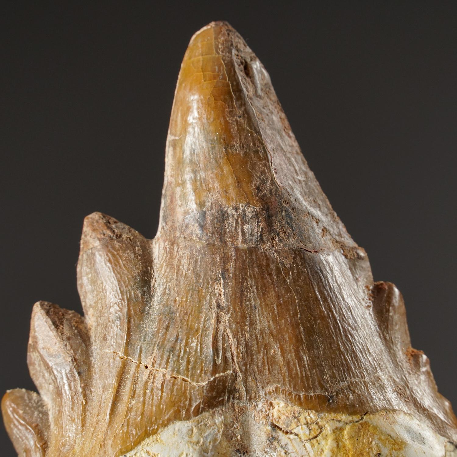 This well preserved tooth is 40 to 34 million years old from the Late Eocene Period. Basilosaurus was first thought to be a reptile but was later identified as a genus of ancient cetaceans. Unlike modern cetaceans, basilosaurus had various types of