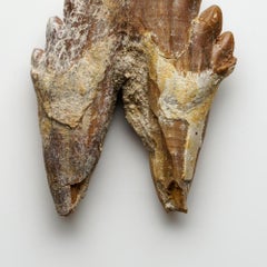 Genuine Natural Pre Historic Basilousaurus Whale Tooth